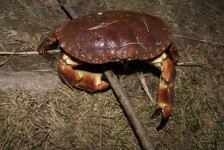 krabbe (1).JPG